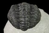 Enrolled, Pedinopariops Trilobite - Mrakib, Morocco #138087-4